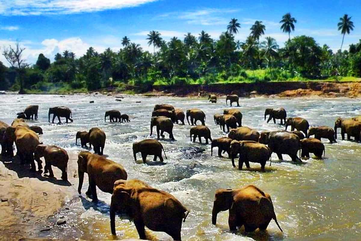 Пиннавела шри ланка. Слоновий питомник Шри Ланка Пиннавела. Шри Ланка приют Пиннавела. Приют для слонов Пиннавела. Приют для слонов Пиннавела Шри-Ланка.